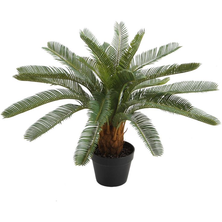 Artificial plant  WIND CYCAS H70cm