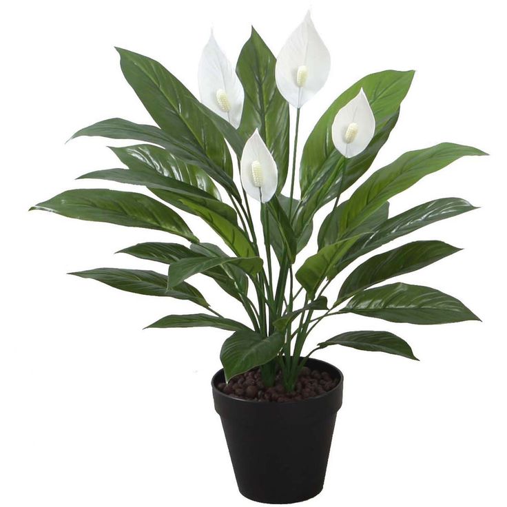 Artificial plant  WIND SPATHE H60cm