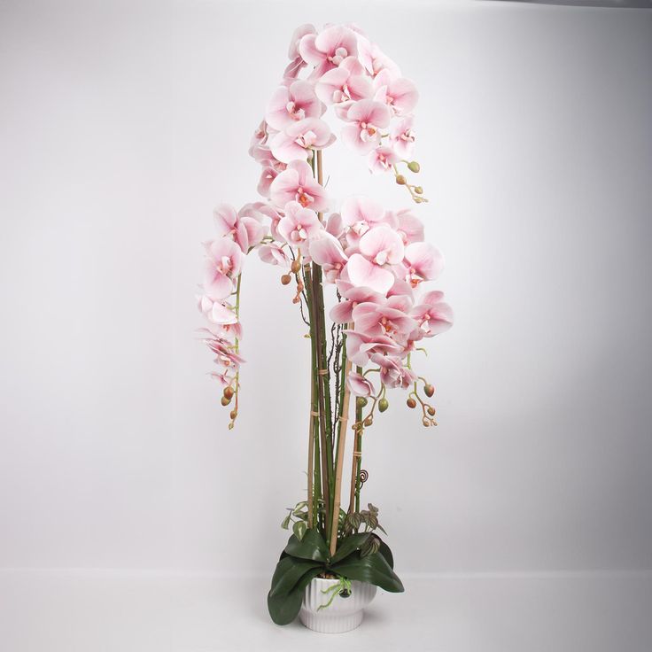 Orchid GARDEN QUEEN H124cm, light pink
