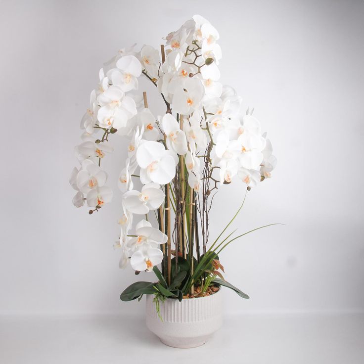 Orchid GARDEN QUEEN H102cm, white