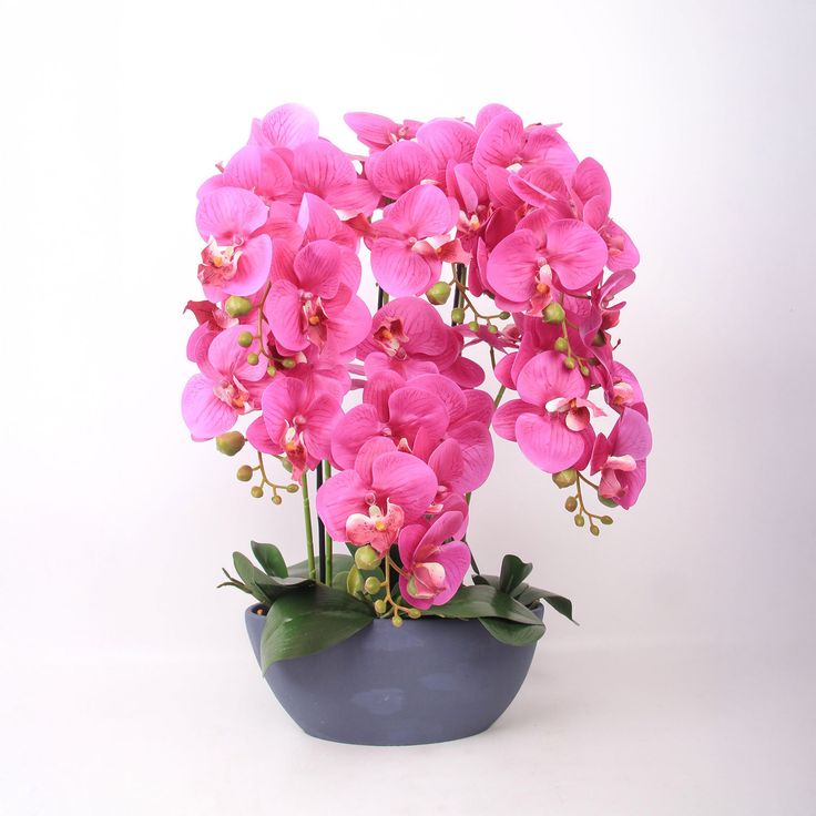 Orchid GARDEN QUEEN H64cm, dark pink