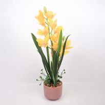Orkidea Home4You GARDEN QUEEN K70 cm, keltainen