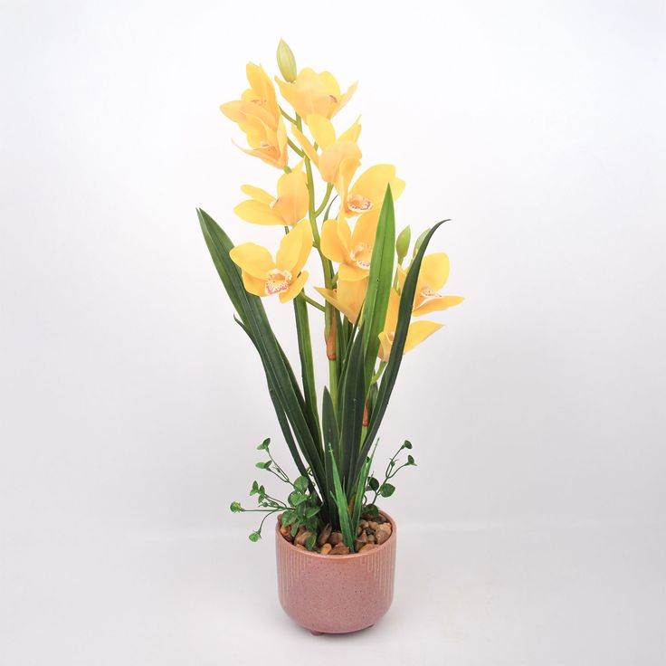 Orchid GARDEN QUEEN H70cm, yellow
