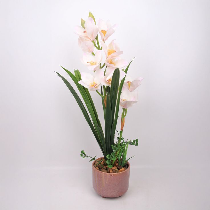 Orchid GARDEN QUEEN H70cm, white