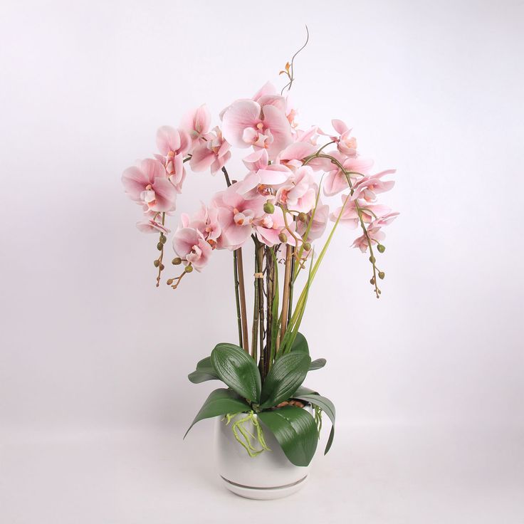 Orkidea GARDEN QUEEN K68 cm, eri värejä