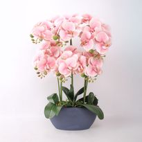 Orkidea Home4You GARDEN QUEEN K64 cm, vaaleanpunainen