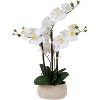 Orkidea Home4You WIND IN GARDEN K55 cm, valkoinen