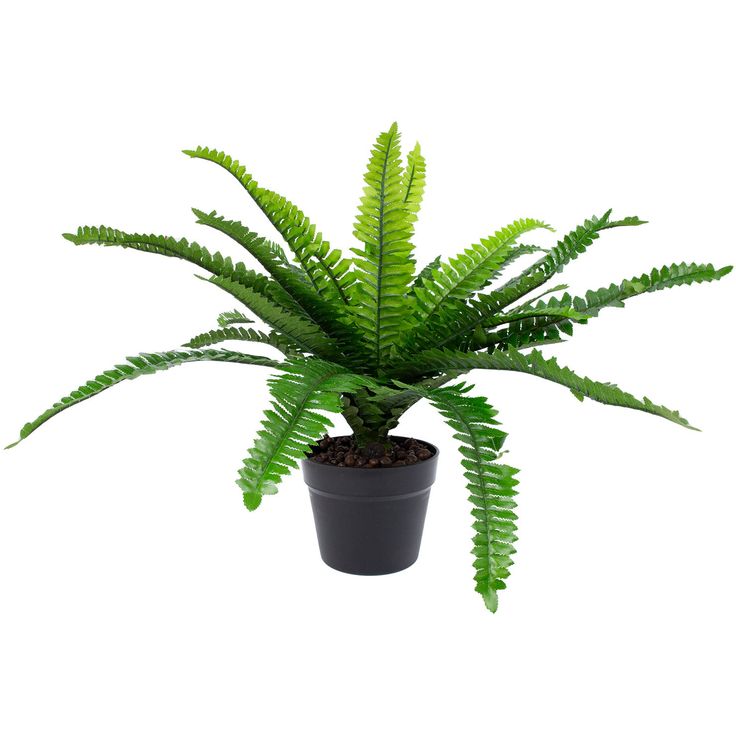Green plant BOSTON FERN H60cm