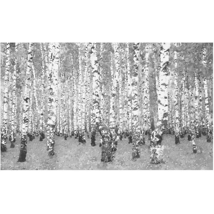 Metsätapetti Artgeist Mustavalkoinen koivumetsä, 270x450cm