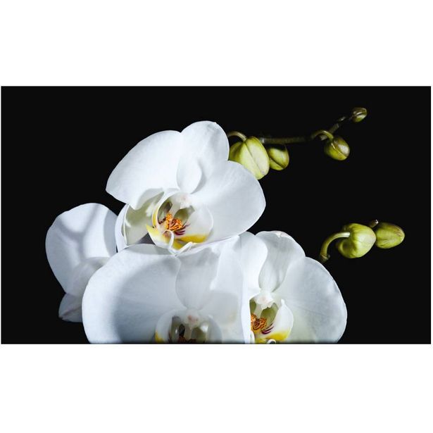 Kuvatapetti Artgeist Phalaenopsis, 270x450cm