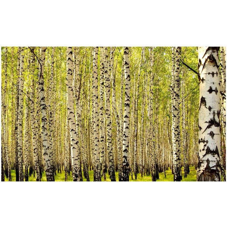 Metsätapetti Artgeist Koivumetsää, 270x450cm