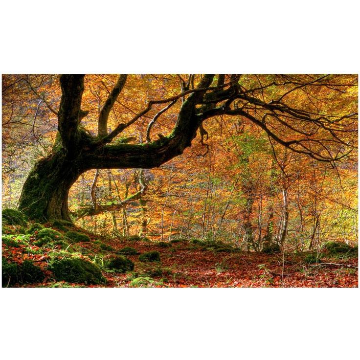 Metsätapetti Artgeist Autumn, forest and leaves, 270x450cm
