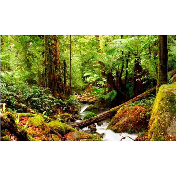 Metsätapetti Artgeist Rainforest, 270x450cm