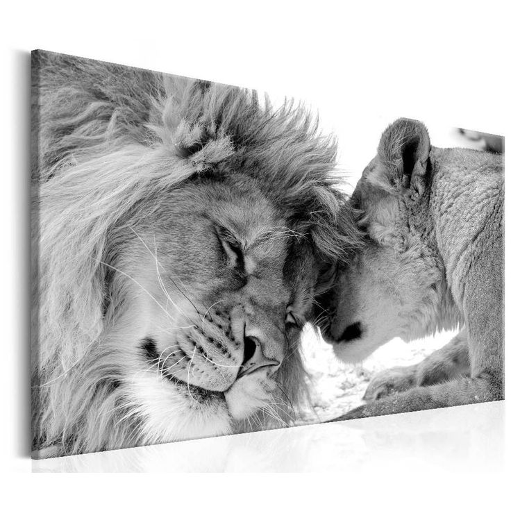 Canvas-taulu Artgeist Lion's Love, eri kokoja