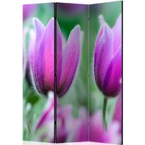 Sermi Artgeist Purple spring tulips, 135x172cm