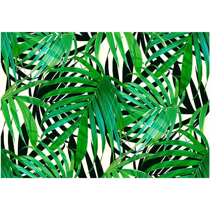 Kuvatapetti Artgeist Tropical Leaves, eri kokoja