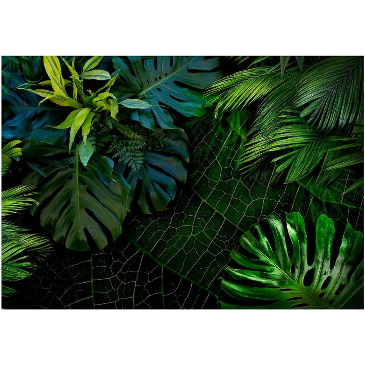 Kuvatapetti Artgeist Dark Jungle, eri kokoja