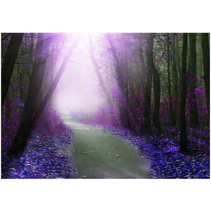 Sisustustarra Artgeist Purple path, eri kokoja