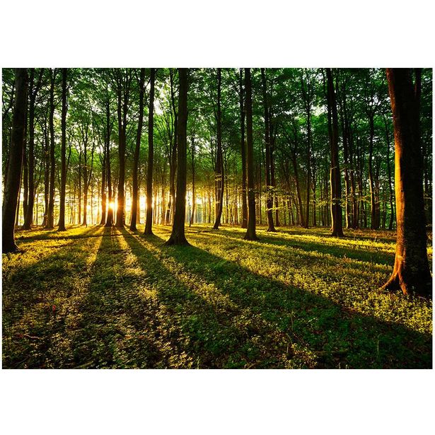 Sisustustarra Artgeist Spring: Morning in the Forest, eri kokoja