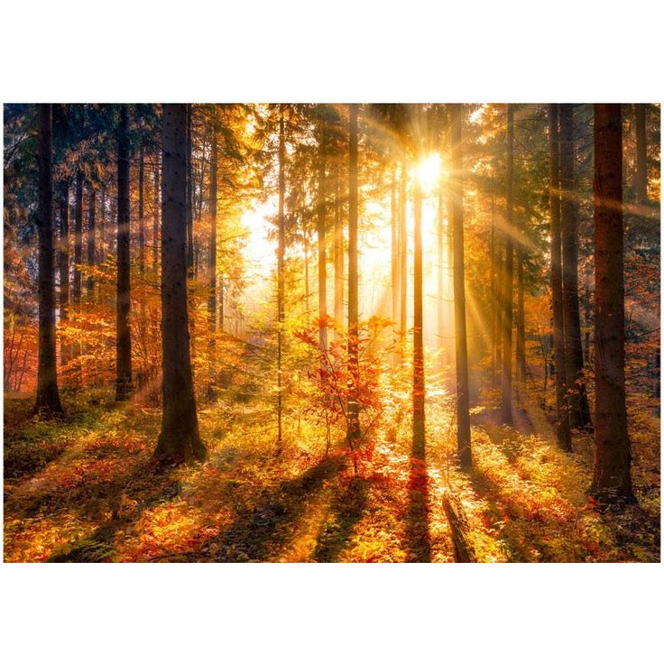 Sisustustarra Artgeist Autumn Awakening, eri kokoja