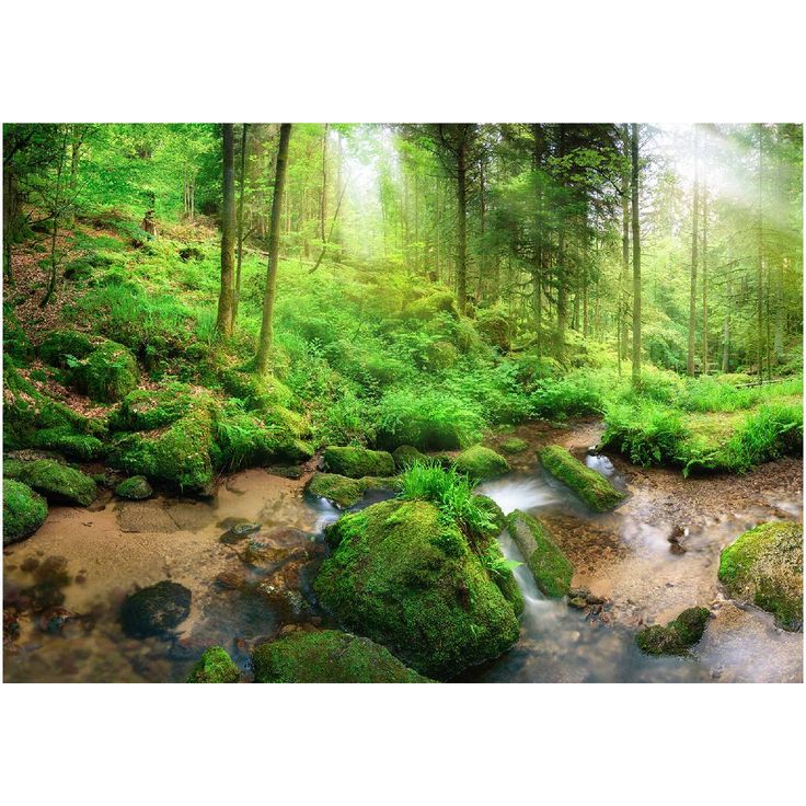Sisustustarra Artgeist Humid Forest, eri kokoja