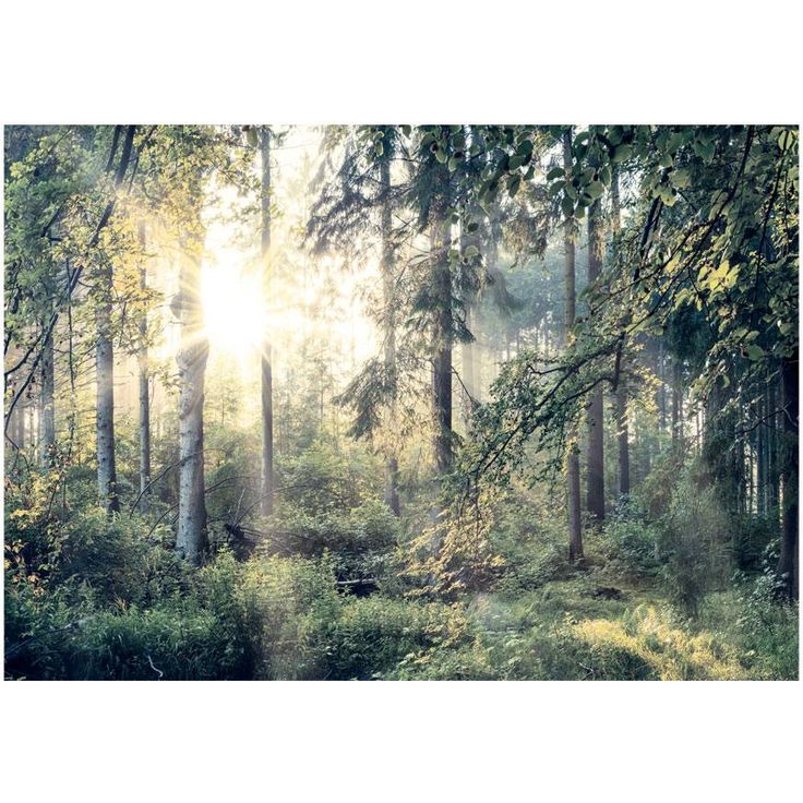 Sisustustarra Artgeist Tales of a Forest, eri kokoja