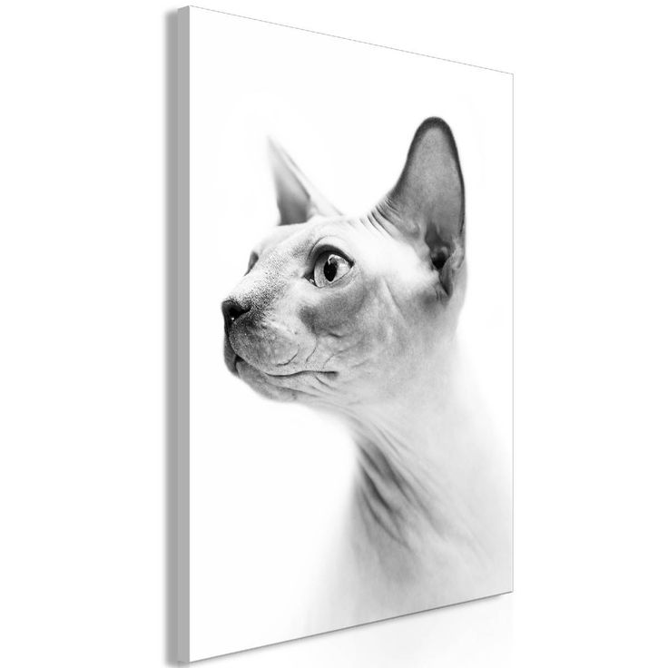 Taulu Artgeist Hairless Cat 1-osainen pystysuuntainen eri kokoja