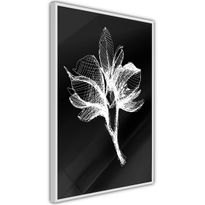 Juliste Artgeist Night Flower, kehyksillä, eri kokoja