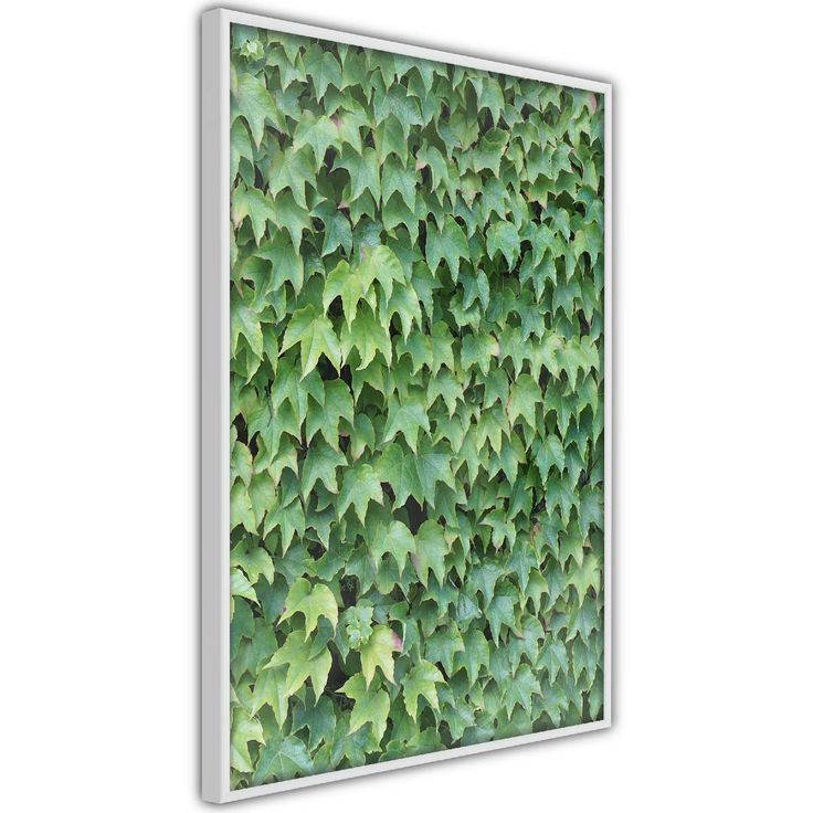 Juliste Artgeist Thick Ivy, kehyksillä, eri kokoja