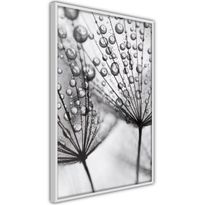 Juliste Artgeist Morning Dew, kehyksillä, eri kokoja