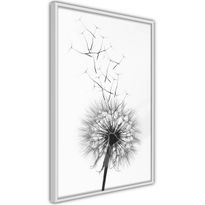 Juliste Artgeist Dandelion, kehyksillä, eri kokoja