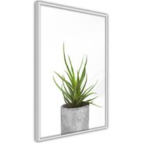 Juliste Artgeist Haworthia, kehyksillä, eri kokoja