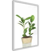 Juliste Artgeist Plant In Pot, kehyksillä, eri kokoja