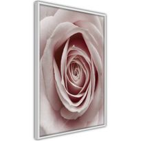 Juliste Artgeist Pastel Rose, kehyksillä, eri kokoja
