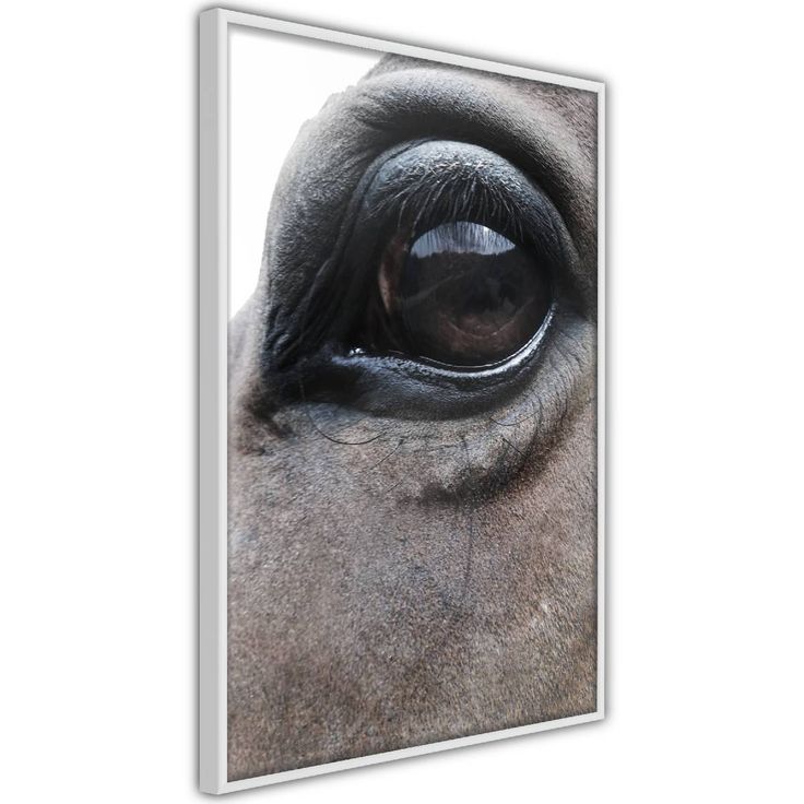 Juliste Artgeist Honest Eyes, kehyksillä, eri kokoja