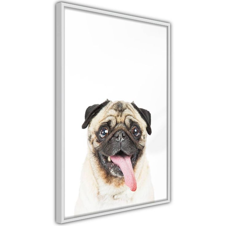 Juliste Artgeist Pug, kehyksillä, eri kokoja