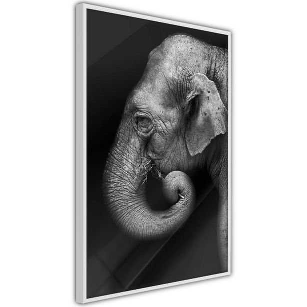 Juliste Artgeist Portrait of Elephant, kehyksillä, eri kokoja
