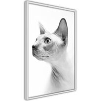 Juliste Artgeist Hairless Cat, kehyksillä, eri kokoja