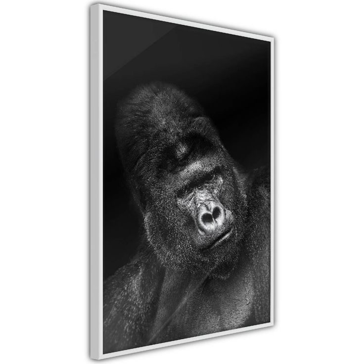 Juliste Artgeist Gorilla, kehyksillä, eri kokoja