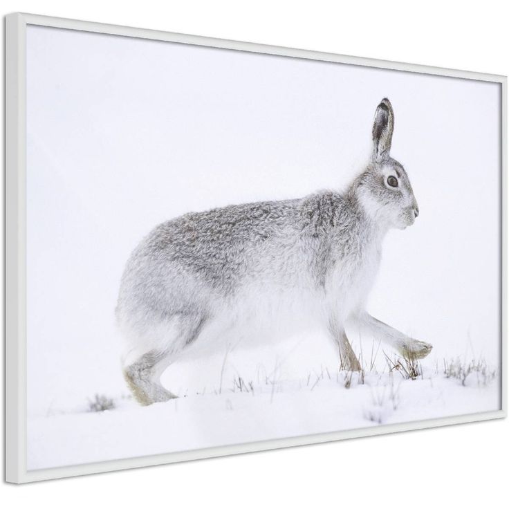 Juliste Artgeist Rabbit, kehyksillä, eri kokoja