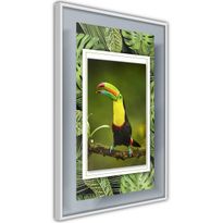 Juliste Artgeist Toucan, kehyksillä, eri kokoja