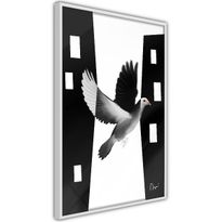 Juliste Artgeist White Dove, kehyksillä, eri kokoja