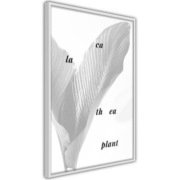 Juliste Artgeist Calathea Plant, kehyksillä, eri kokoja