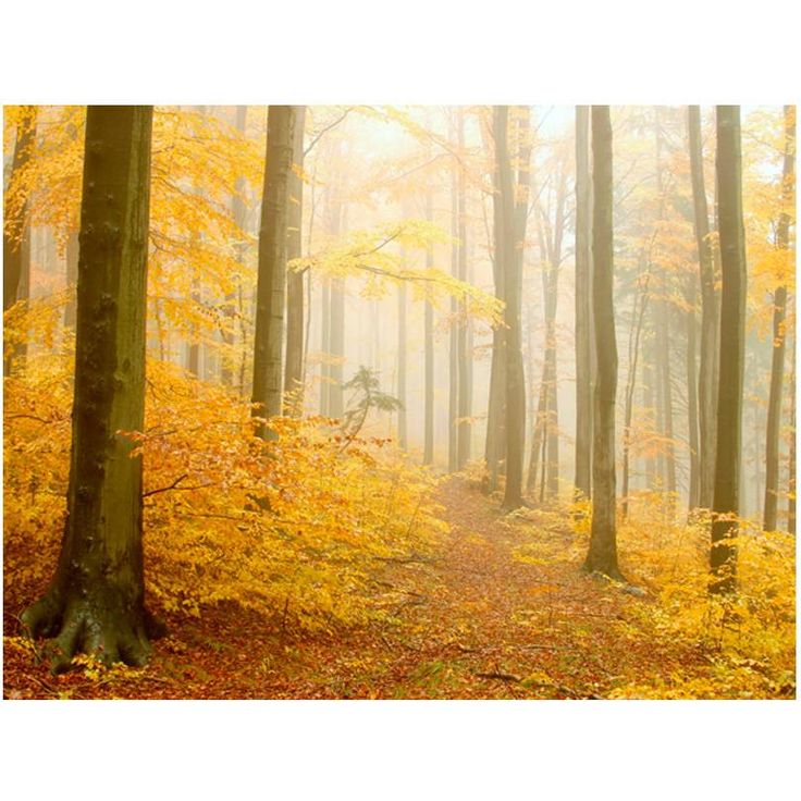 Metsätapetti Artgeist Keltainen metsämaisema, eri kokoja
