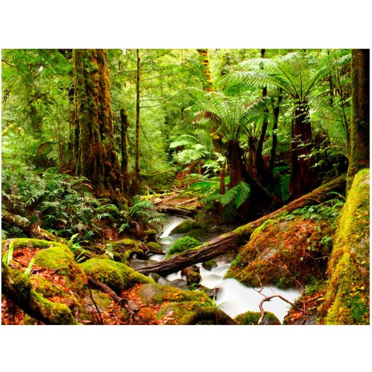 Metsätapetti Artgeist Rainforest, eri kokoja