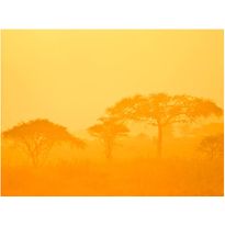 Maisematapetti Artgeist Orange savanna, eri kokoja
