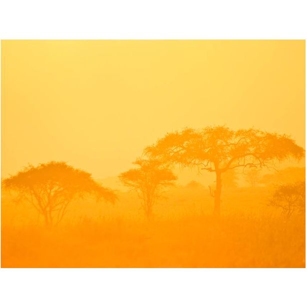 Kuvatapetti Artgeist Orange savanna, eri kokoja