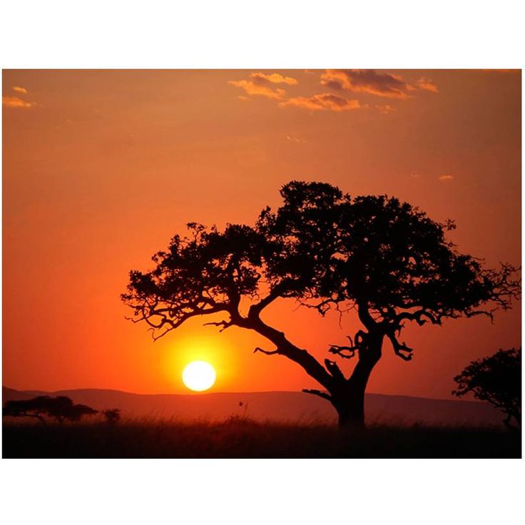 Kuvatapetti Artgeist Afrikka: auringonlaskussa, eri kokoja