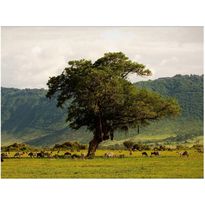 Maisematapetti Artgeist In a crater of Ngoro ngoro, eri kokoja