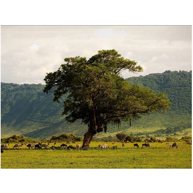 Kuvatapetti Artgeist In a crater of Ngoro ngoro, eri kokoja